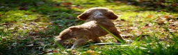 Cocker Spaniel dogs for sale: Ember - Cocker Spaniel Puppy  - Ad 6
