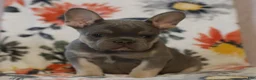 French Bulldog dogs for sale: Calvin  - Ad 3