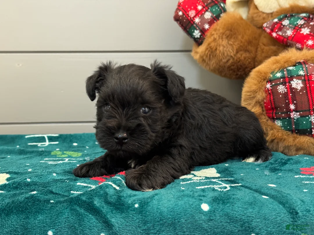 Miniature Schnauzer dogs for sale: Sadie Male 2 - Ad 2