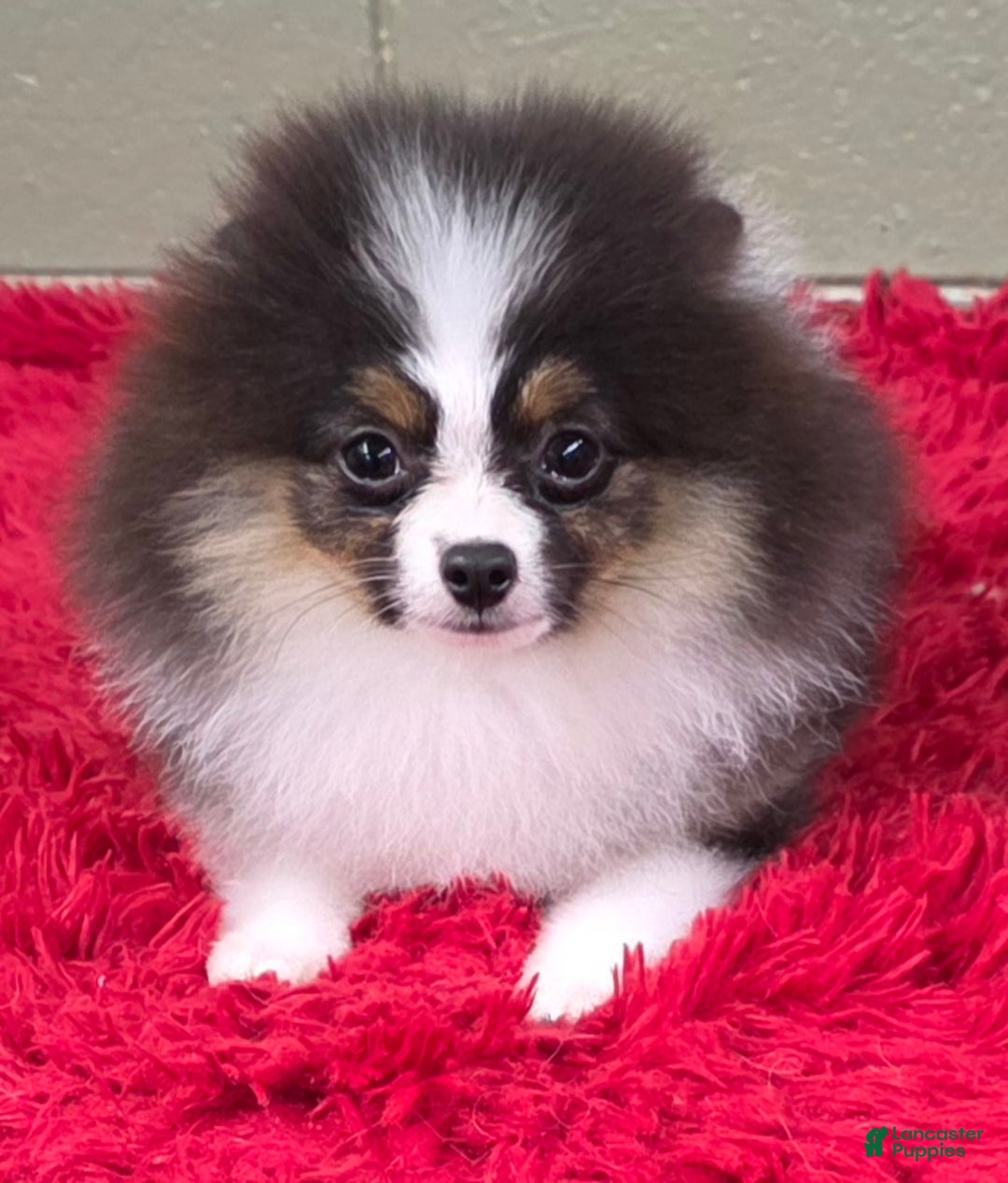 Pomeranian dogs for sale: Tux - Ad 5
