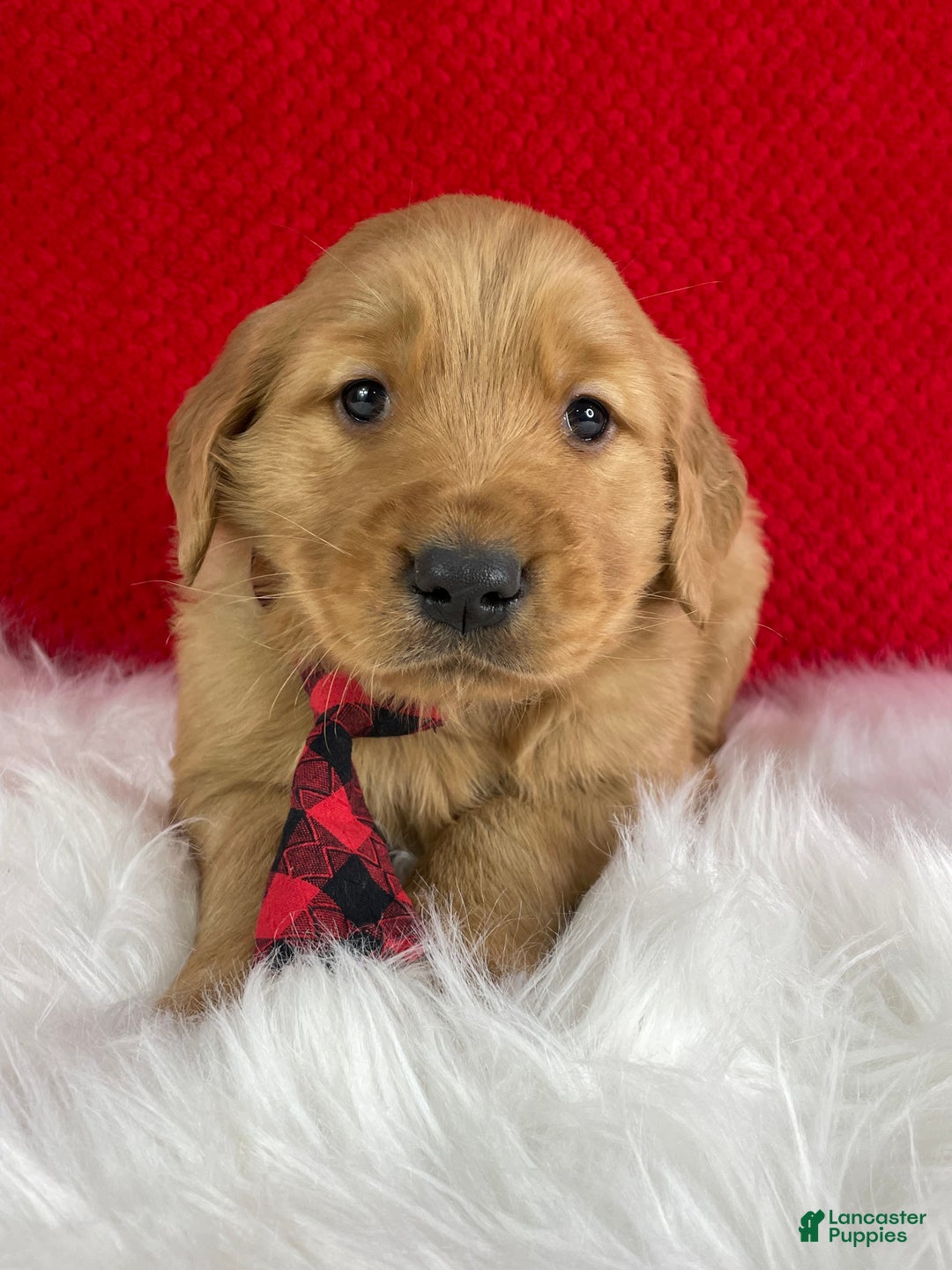 Golden Retriever dogs for sale: Cane - Ad 2