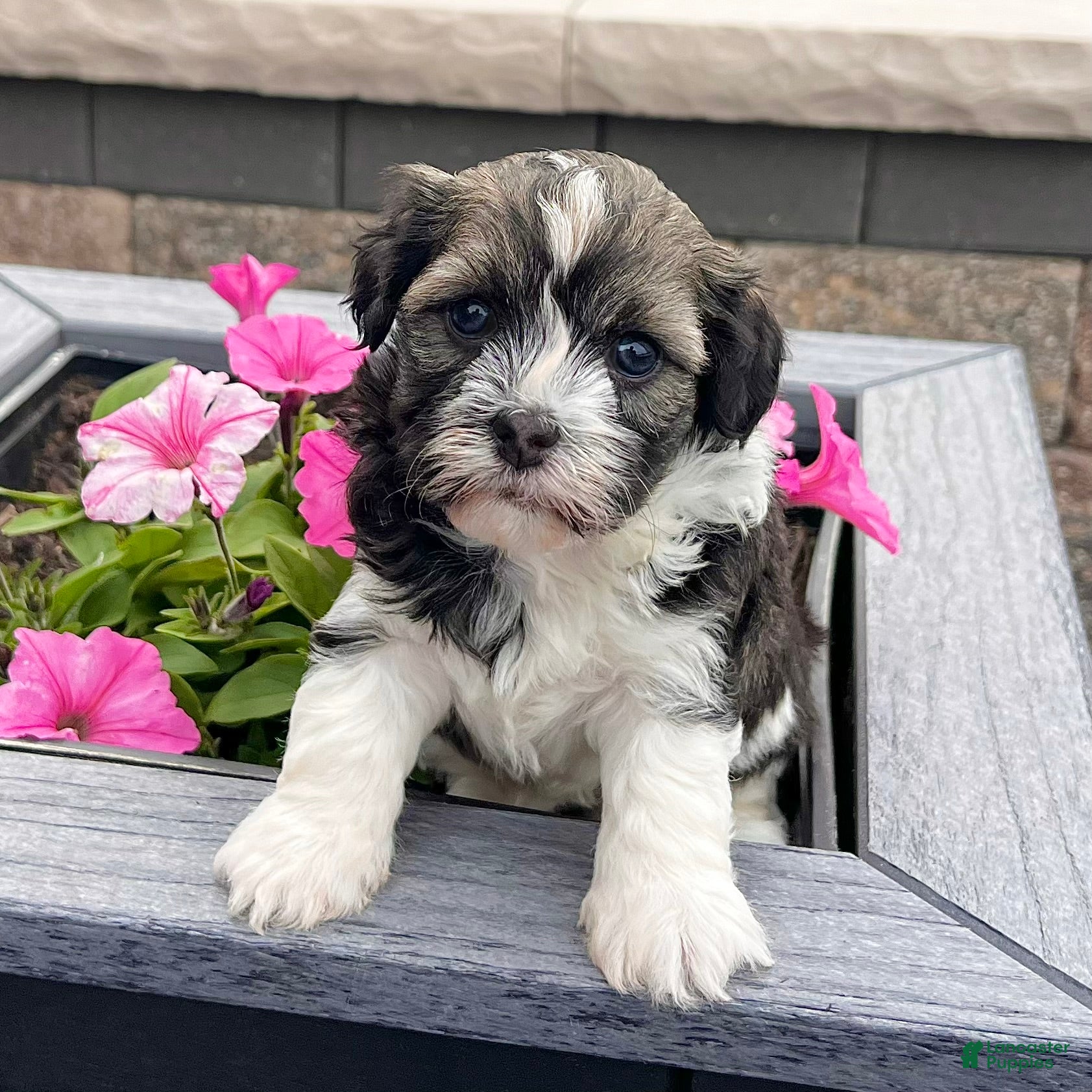Havanese dogs Nicki - Ad 2