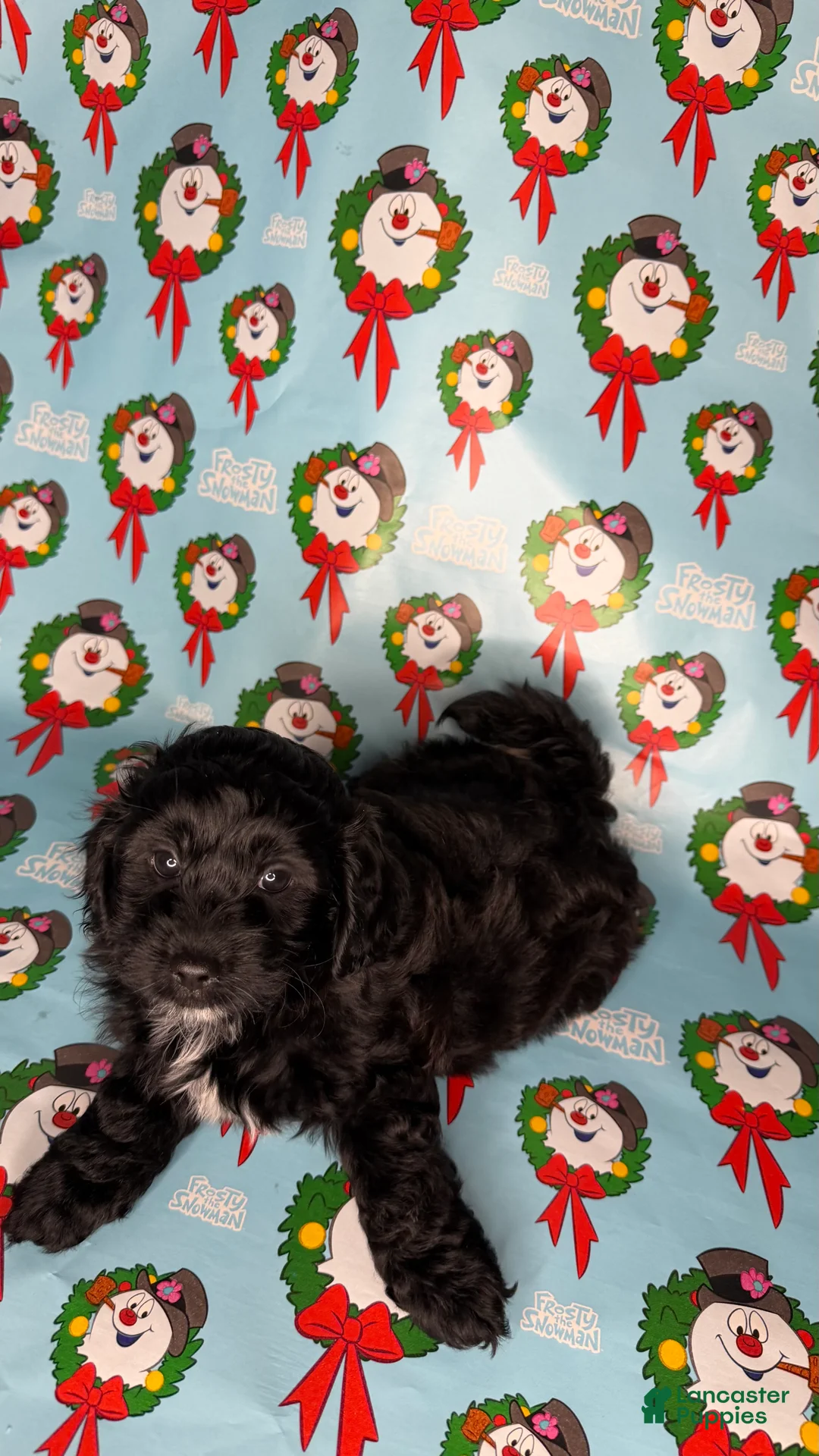 Shihpoo dogs for sale: Shrek - Ad 1