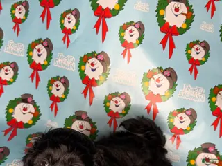 Shihpoo dogs Shrek - Ad 3