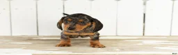 Miniature Dachshund dogs for sale: Oscar  - Ad 3