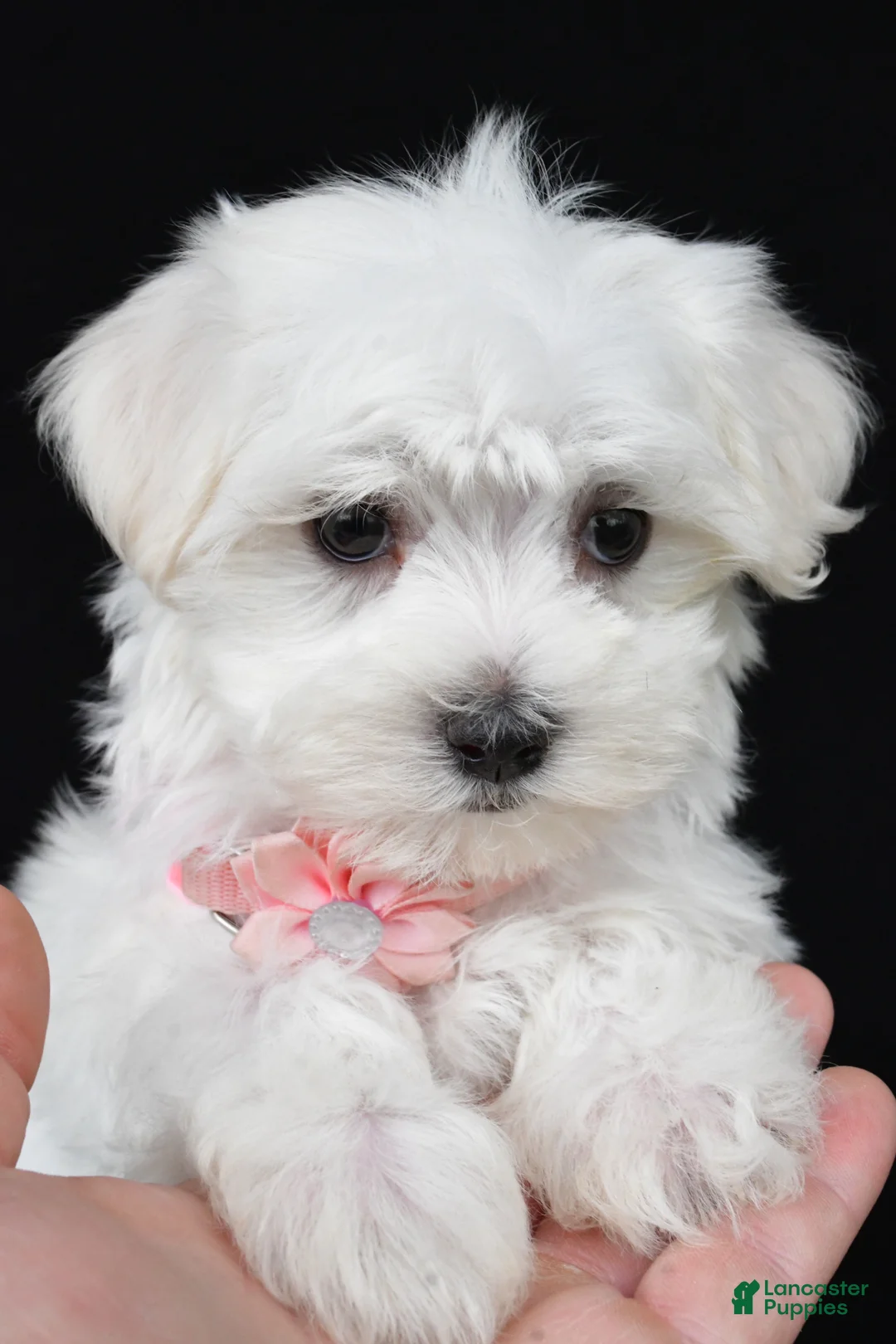 Maltese dogs for sale: Tessa - Ad 1