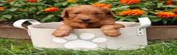 Goldendoodle dogs for sale: Latte - Ad 15