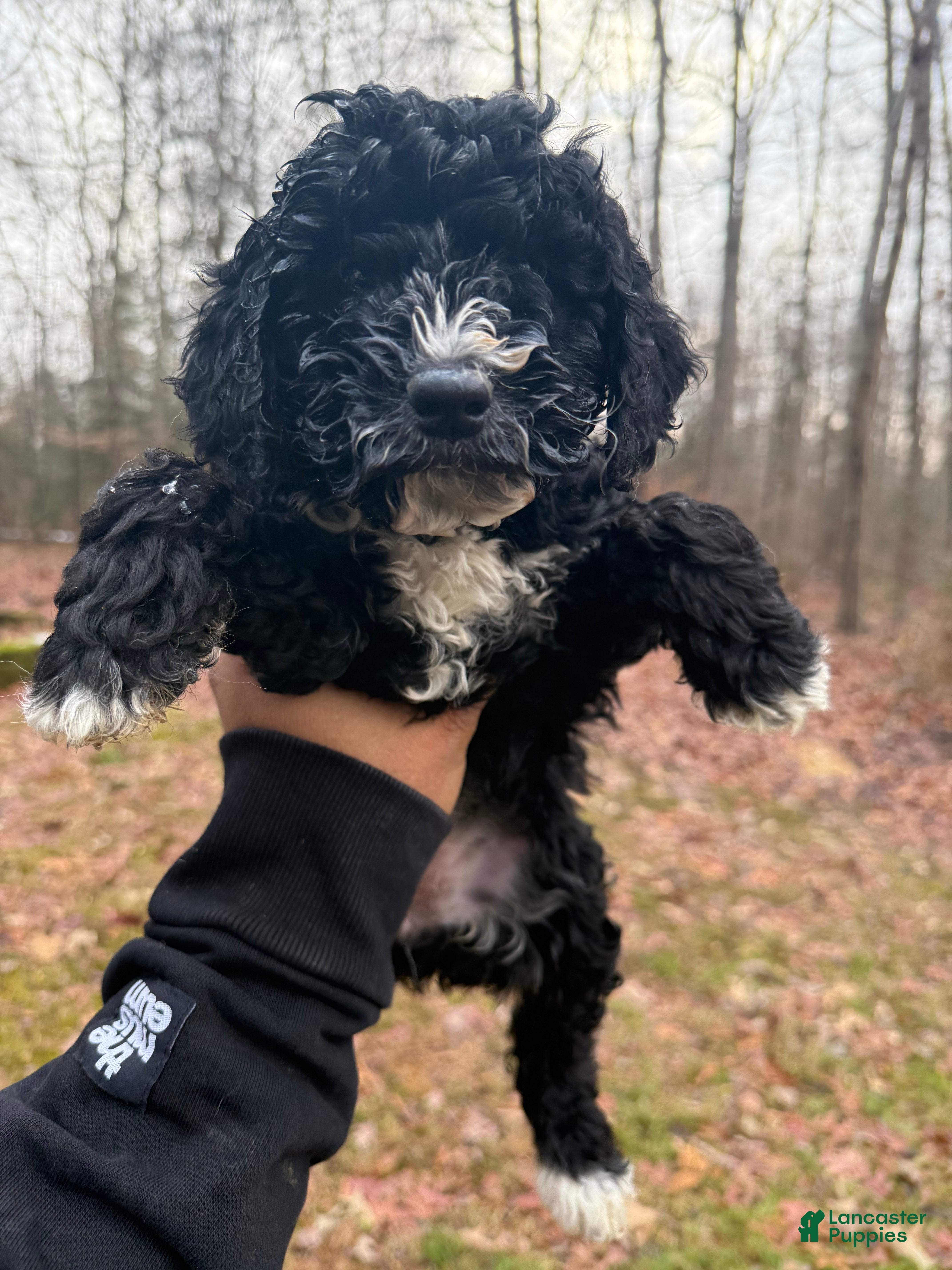 Miniature Poodle dogs Miniature Poodle Puppy 1 - Ad 41