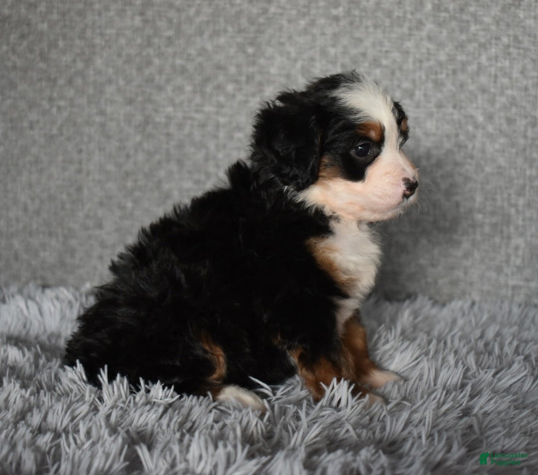 Mini Bernedoodle dogs for sale: Hattie - Ad 6