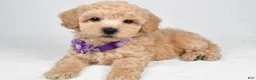 Miniature Poodle dogs for sale: Honey - Ad 2