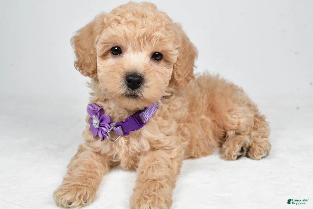 Miniature Poodle dogs for sale: Honey - Ad 2