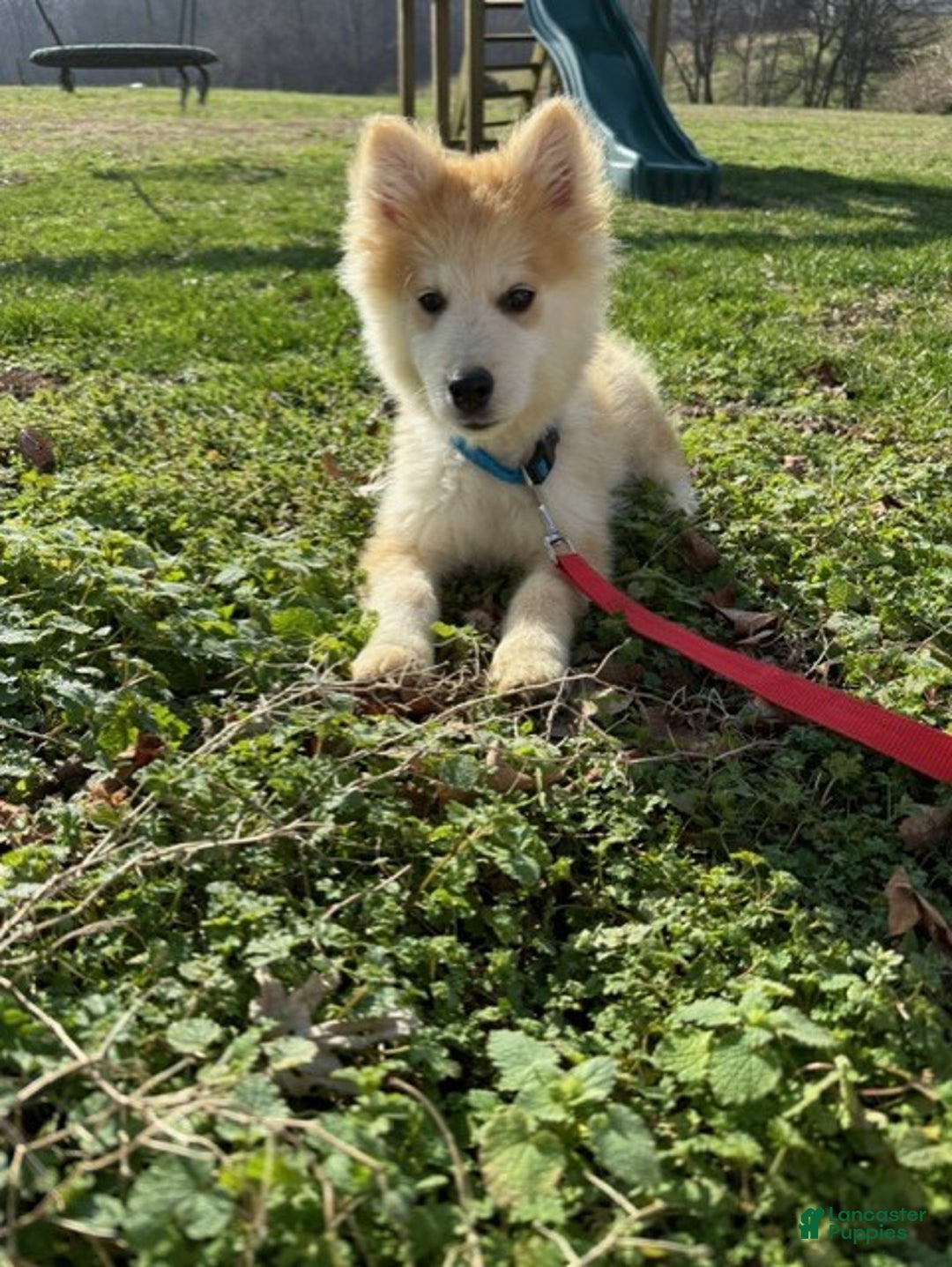 Pomsky dogs for sale: Chief - Ad 4