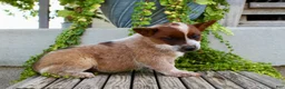 Australian Cattle Dog dogs for sale: Ashley - Ad 6