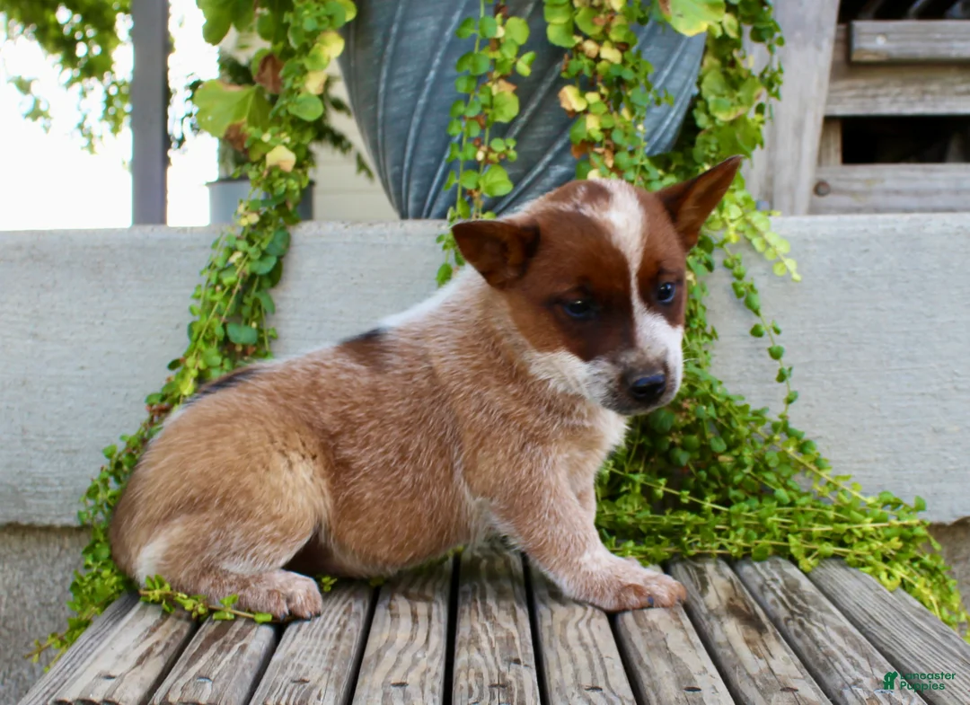 Australian Cattle Dog dogs for sale: Ashley - Ad 6