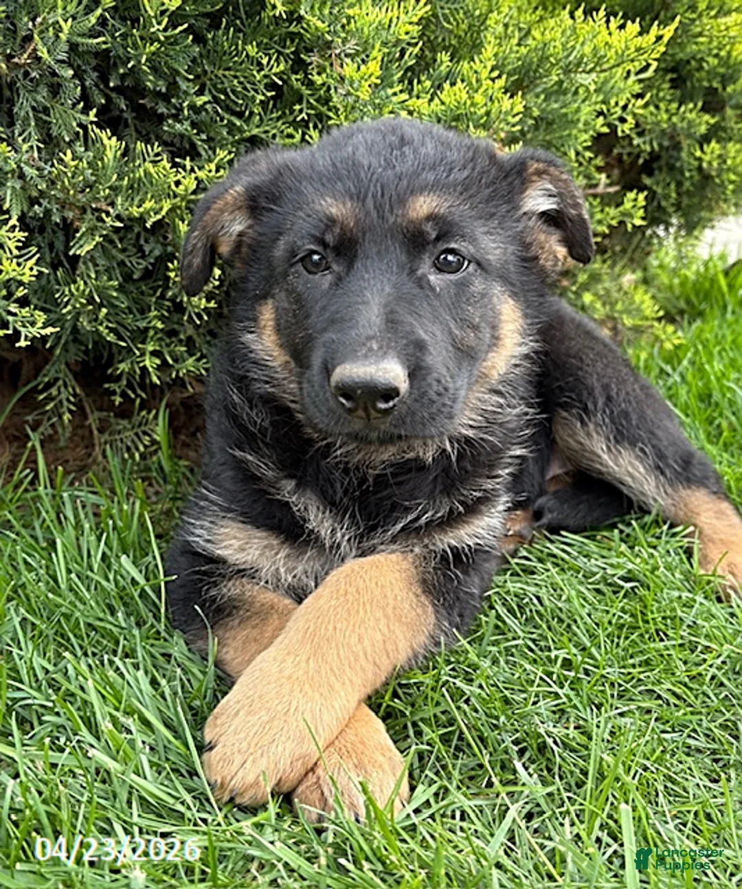 German Shepherd dogs for sale: Sasha - Ad 1