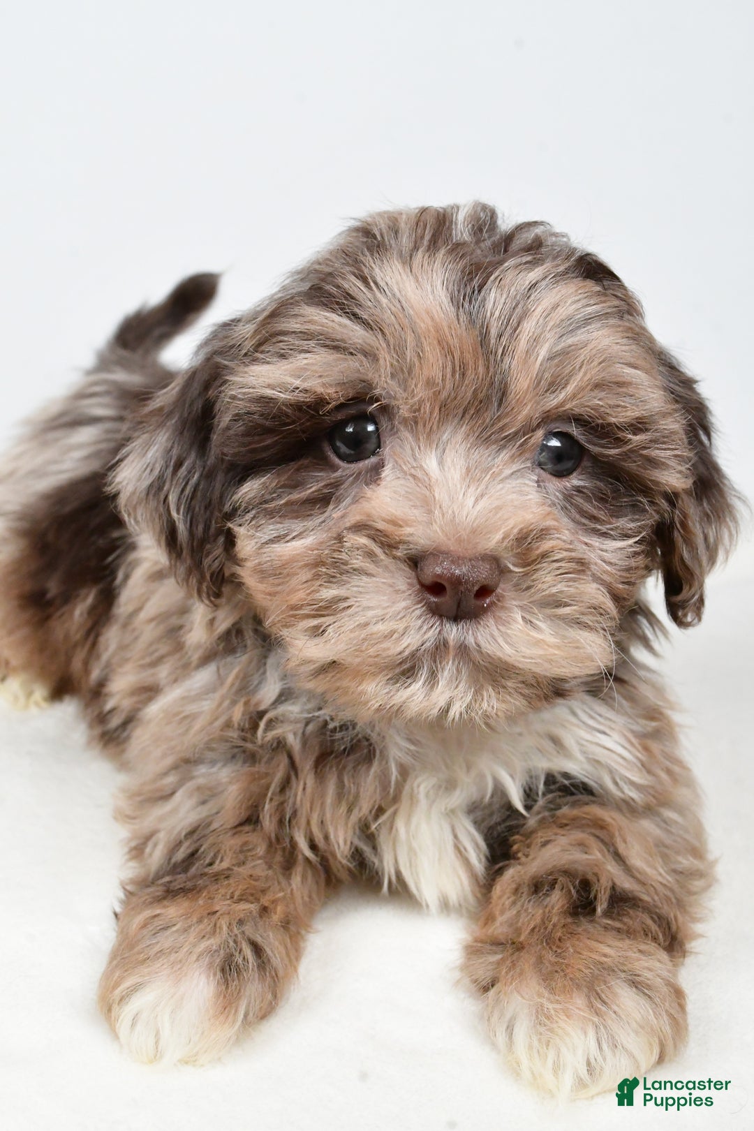 Shihpoo dogs for sale: Jordan - Ad 4