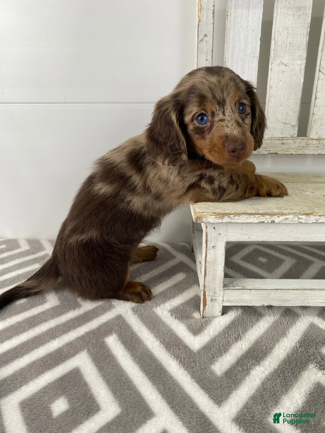 Miniature Dachshund dogs for sale: Rosie - Ad 5