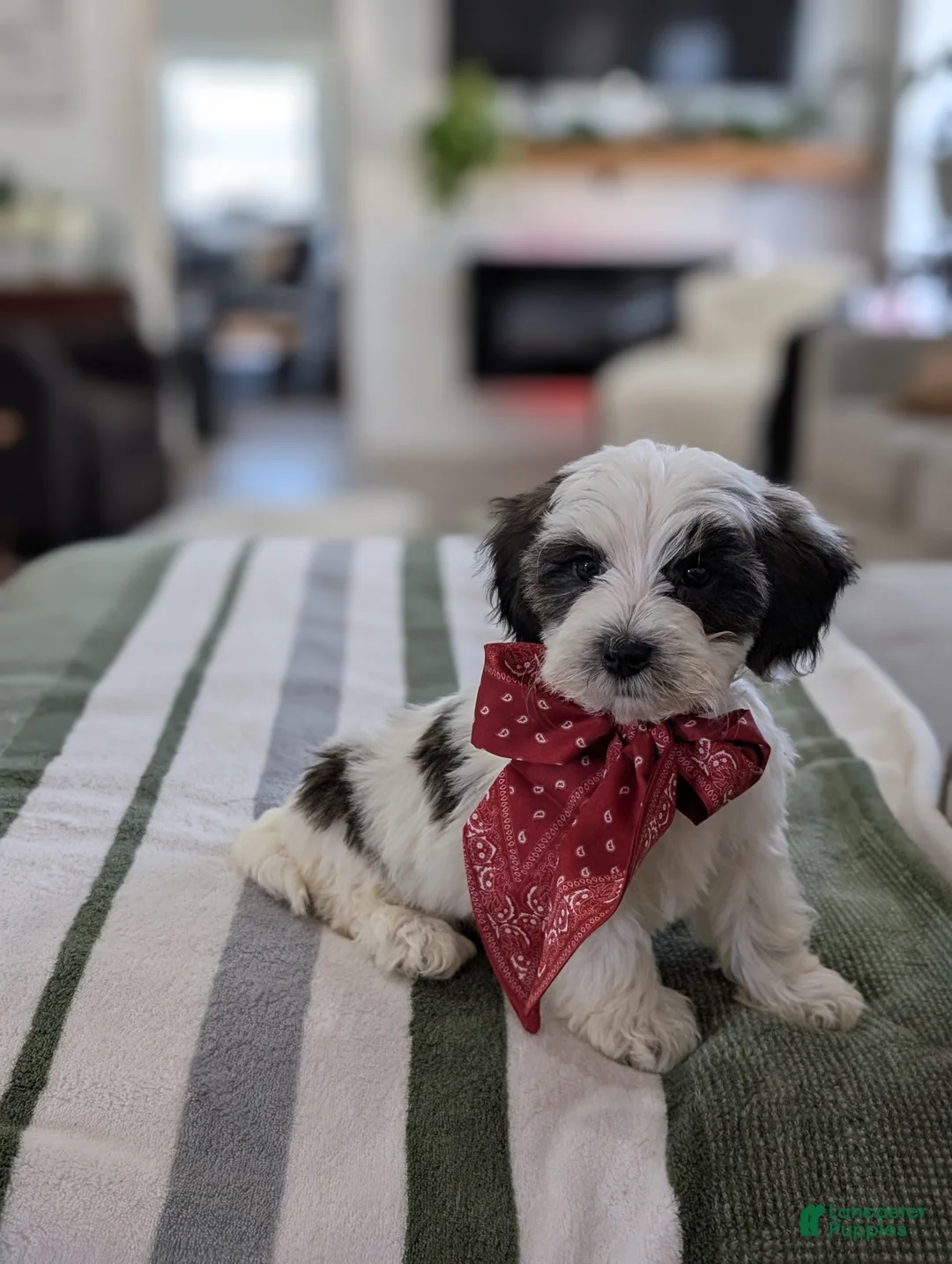 Havapoo dogs for sale: Cooper - Ad 2