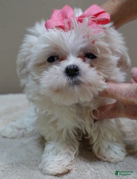 Maltese dogs Indi girl 1 lb 14 ozs - Ad 10
