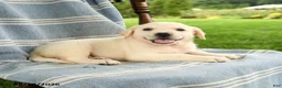 Mixed Breed dogs for sale: Claire - Ad 2