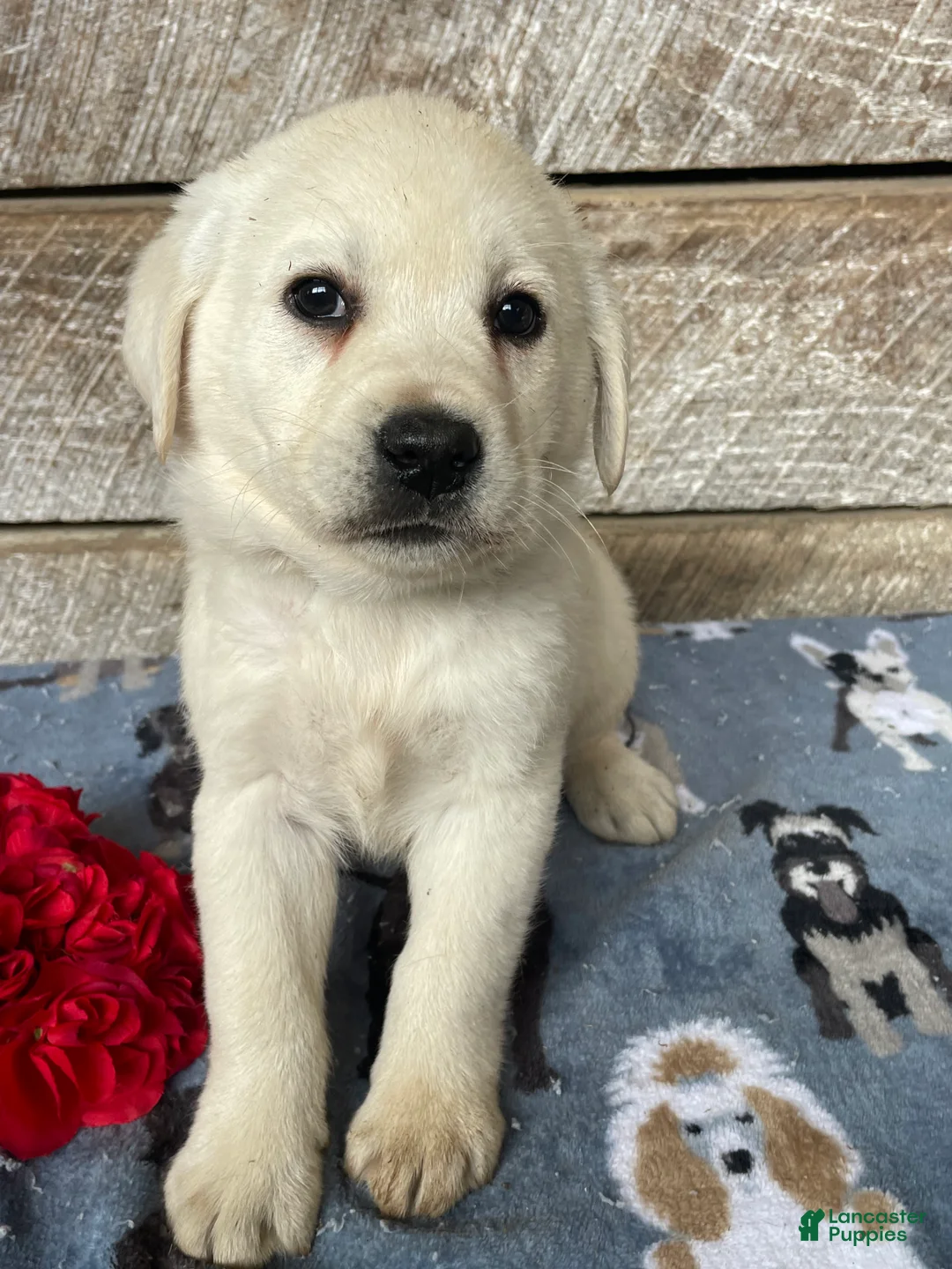 Labrador Retriever dogs for sale: Bear - Ad 1