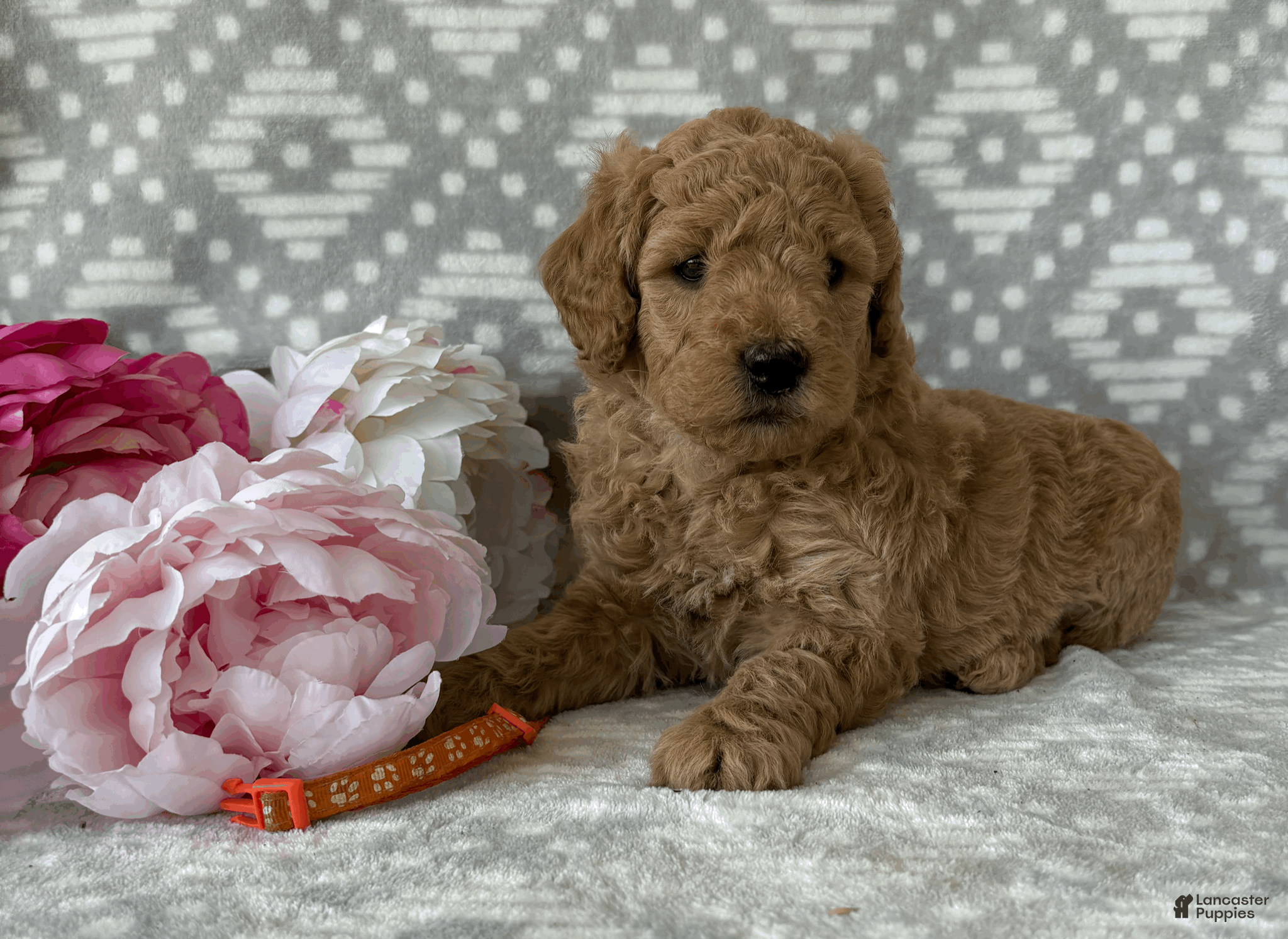 Goldendoodle dogs Poppy - Ad 2