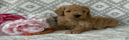 Goldendoodle dogs for sale: Poppy - Ad 2