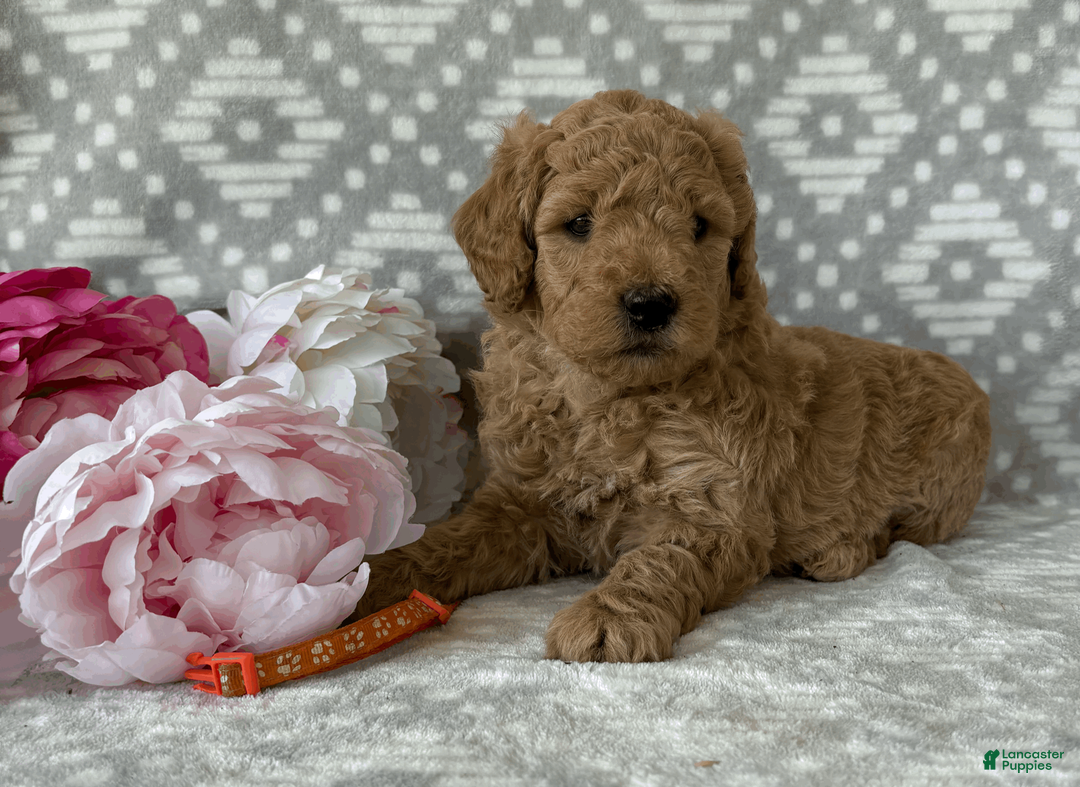 Goldendoodle dogs for sale: Poppy - Ad 2