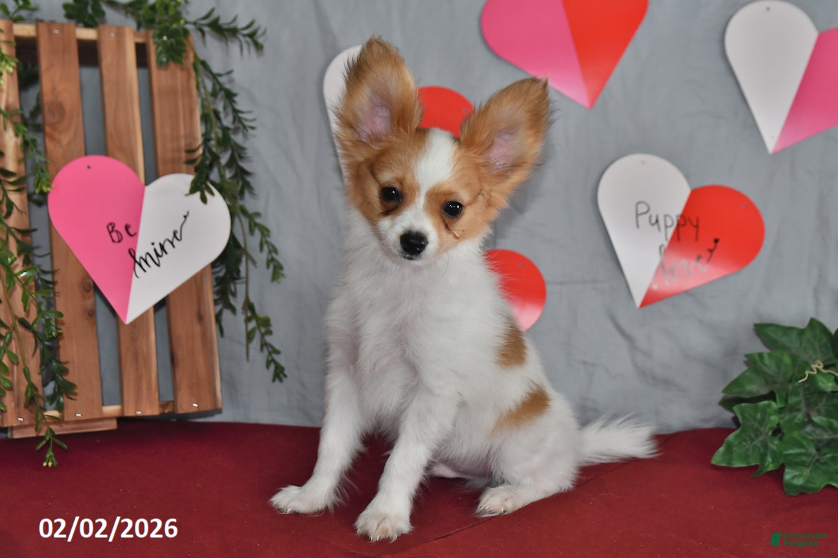 Papillon dogs Nobel - Ad 2