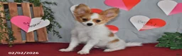 Papillon dogs for sale: Nobel - Ad 6