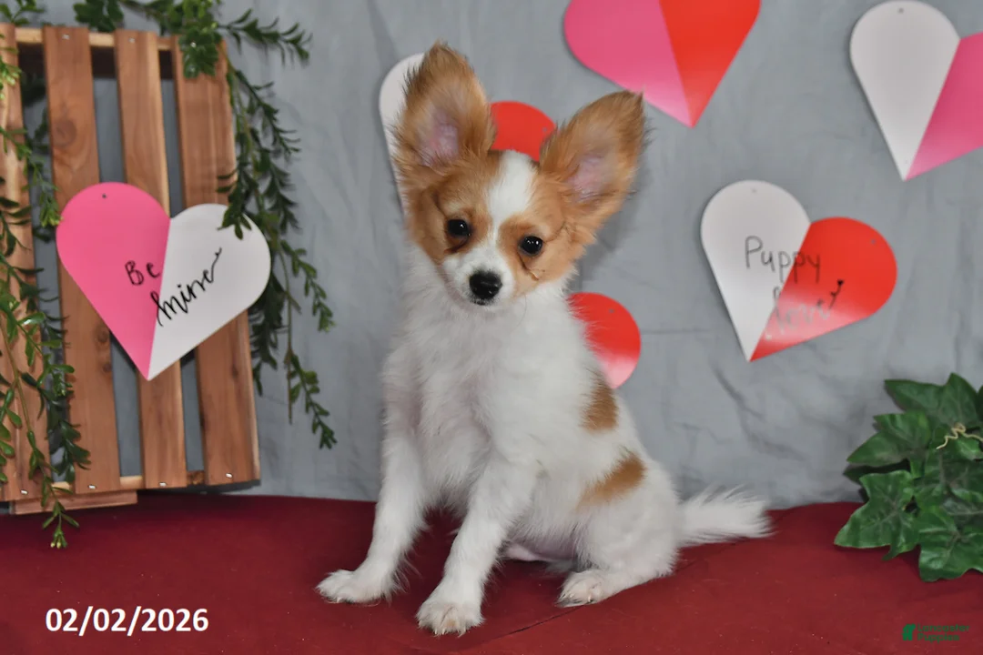 Papillon dogs for sale: Nobel - Ad 6