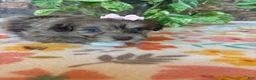 Pomapoo dogs for sale: Pomapoo 1 - Ad 4