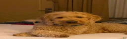 Double Doodle dogs for sale: River - F2 Double Doodle - Ad 7