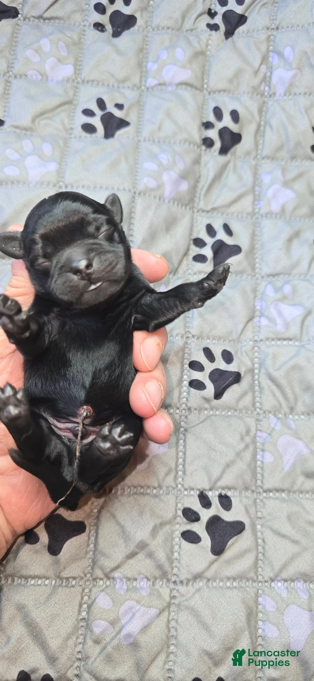 Pug dogs for sale: Brad - Ad 1