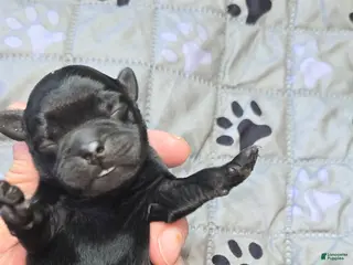 Pug dogs for sale: Brad - Ad 4