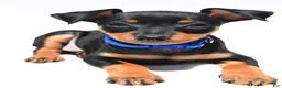 Miniature Pinscher dogs for sale: Buddy - Ad 7