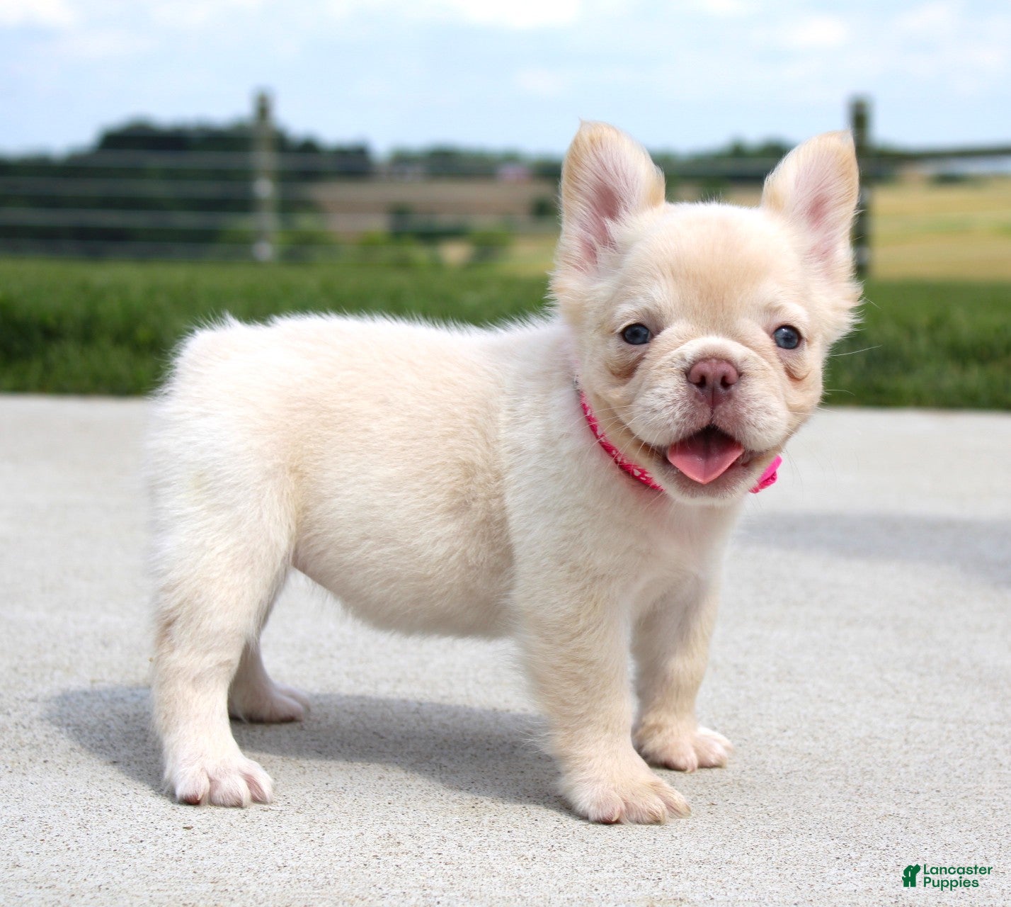 French Bulldog dogs Buttercup - Ad 2