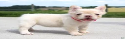 French Bulldog dogs for sale: Buttercup - Ad 2
