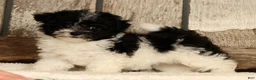 Havapoo dogs for sale: Beauty - Ad 3