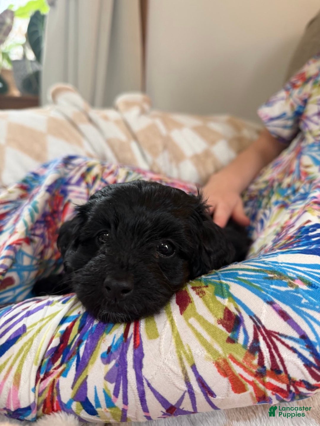 Doxiepoo dogs for sale: Ida - Ad 7