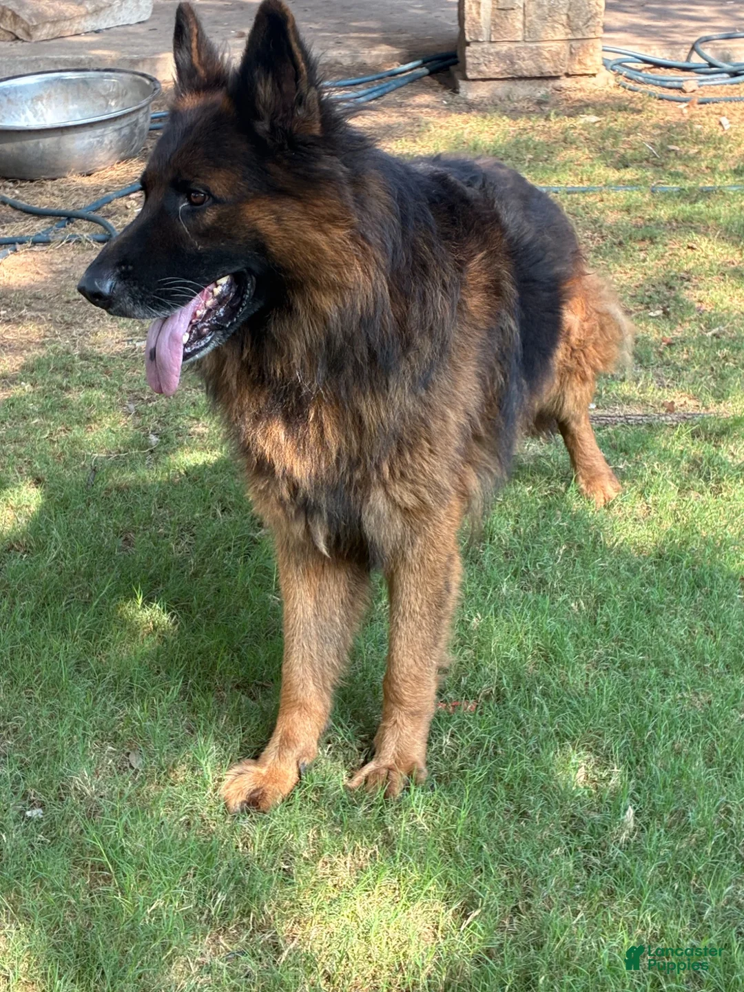 German Shepherd dogs for sale: German Shepherd 1 - Ad 5