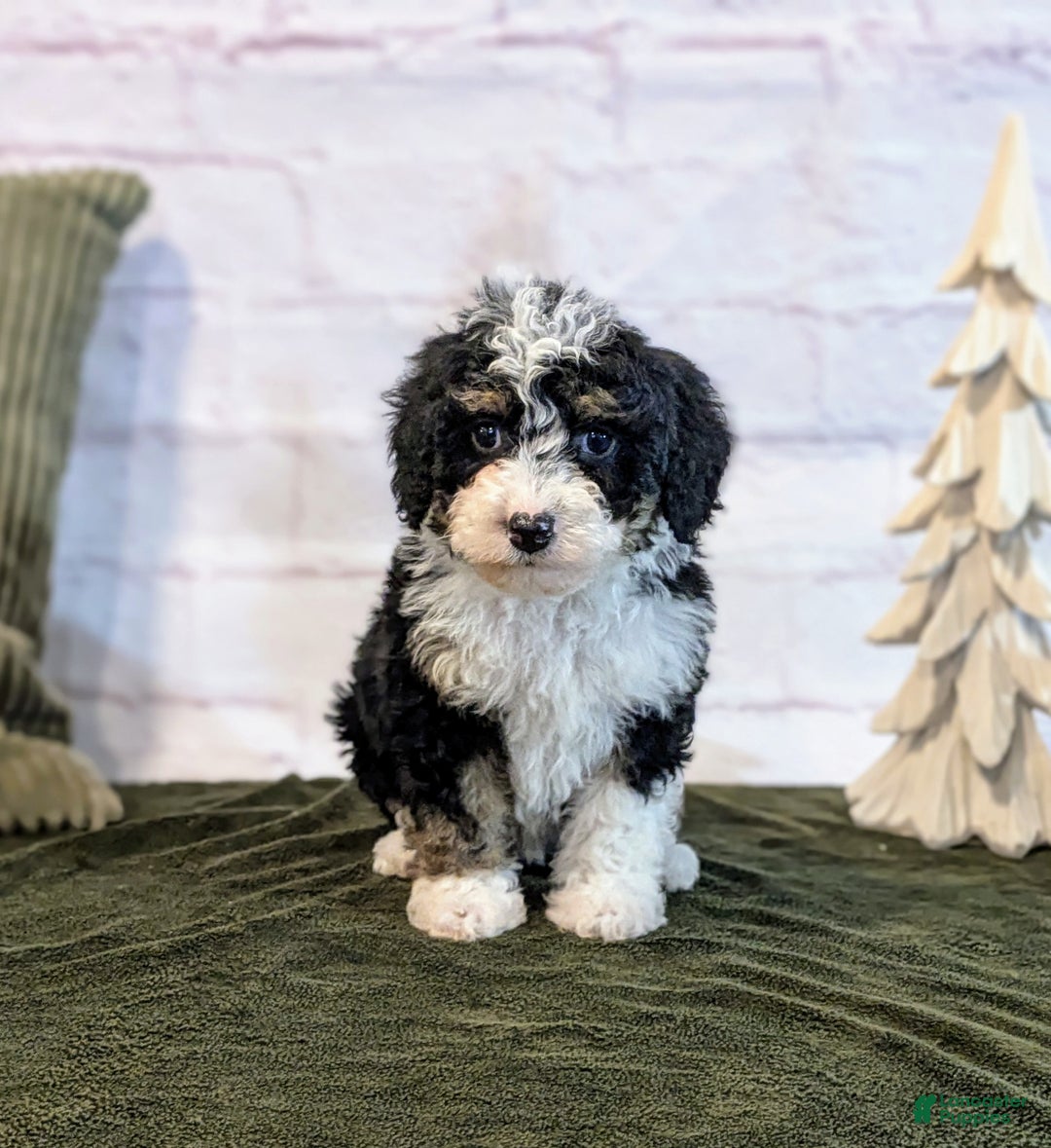 Mini Bernedoodle dogs for sale: Rory - Ad 2