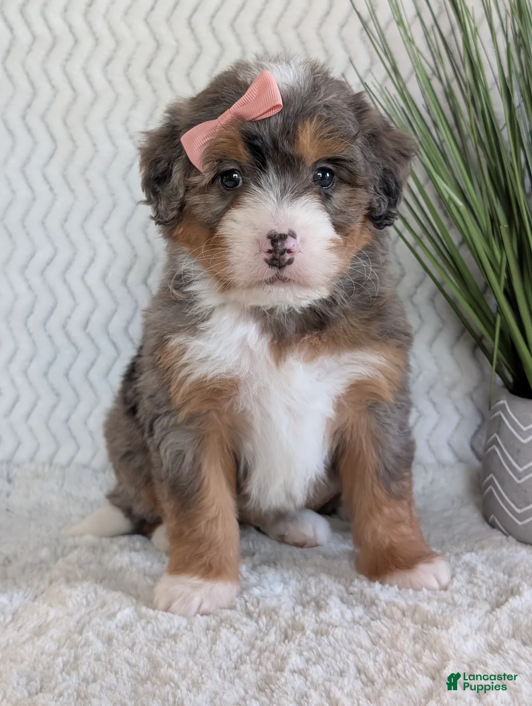 Mini Bernedoodle dogs for sale: Mini Poppy  - Ad 1