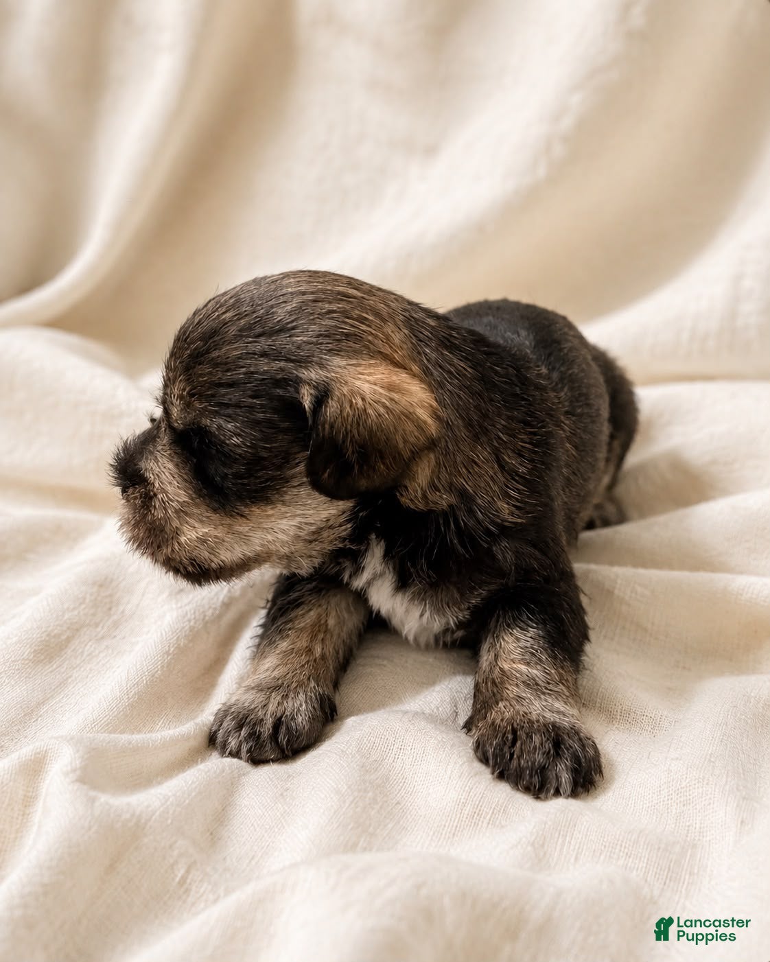 Miniature Schnauzer dogs Miniature Schnauzer 5 - Ad 1