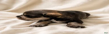 Miniature Schnauzer 5