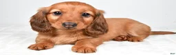 Dachshund dogs for sale: Oakley - Ad 1