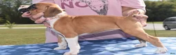 Boxer dogs for sale: ROSE BUD - Ad 3