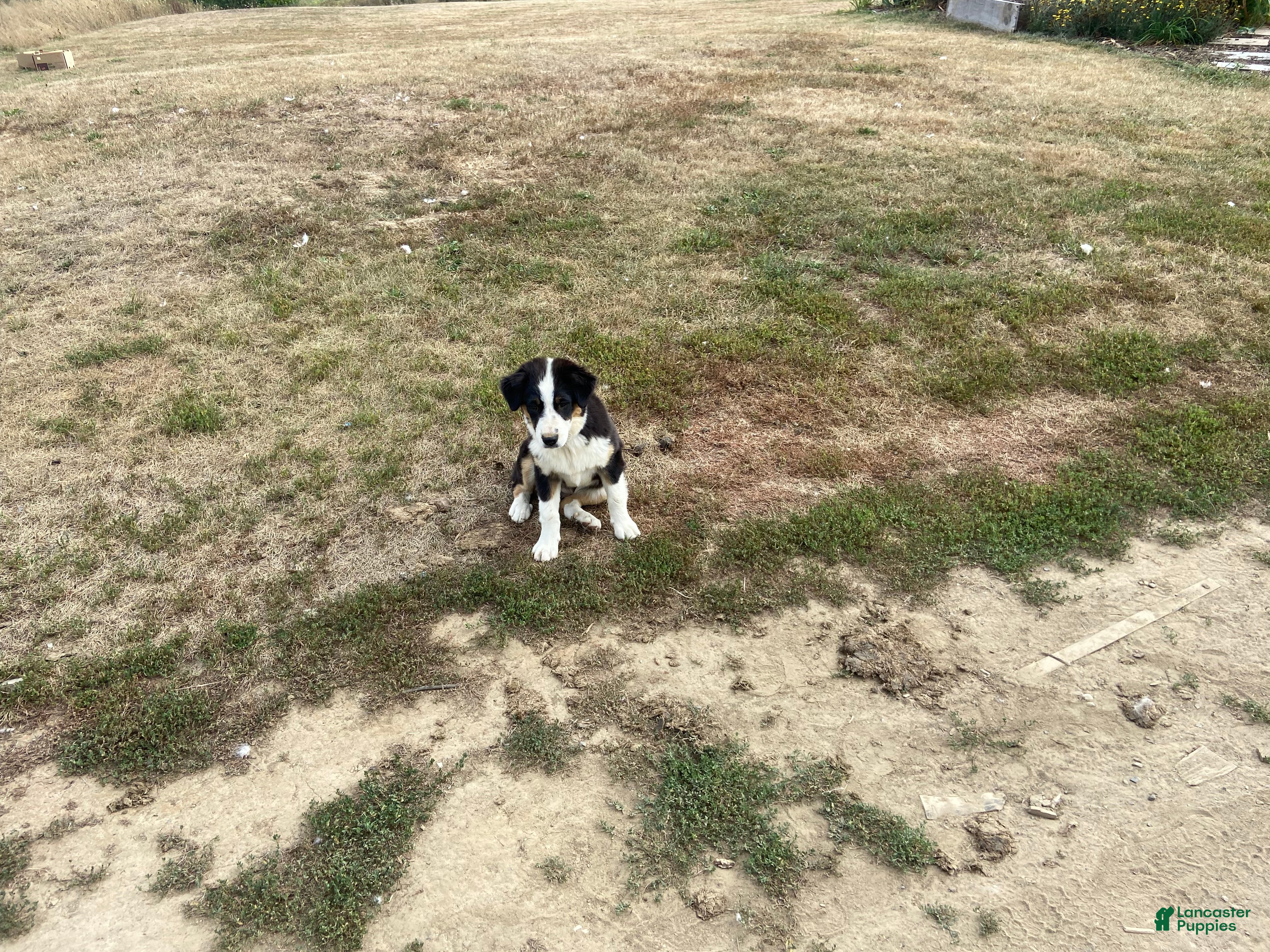 Miniature Australian Shepherd dogs Girl  - Ad 1