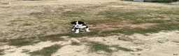 Miniature Australian Shepherd dogs for sale: Girl  - Ad 1