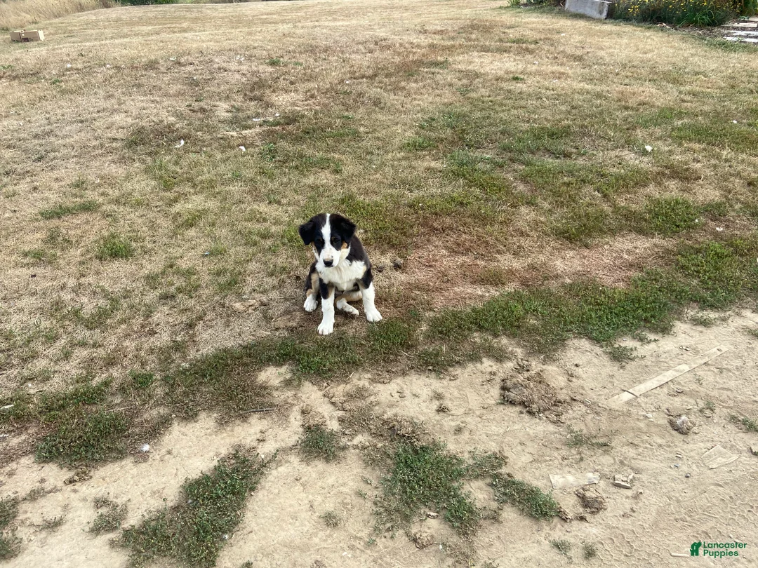 Miniature Australian Shepherd dogs for sale: Girl  - Ad 1